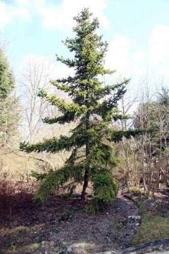 Picea torano, tiger tail spruce, 90L 200-210cm