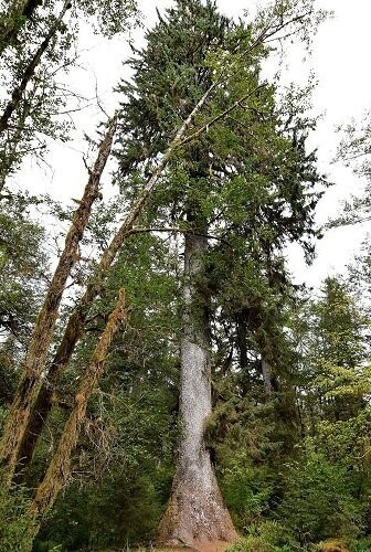 Picea sitchensis, Sitka sprice 50-60cm