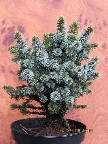 Picea sitchensis tenas (syn. ~midget) 20-25x20cm