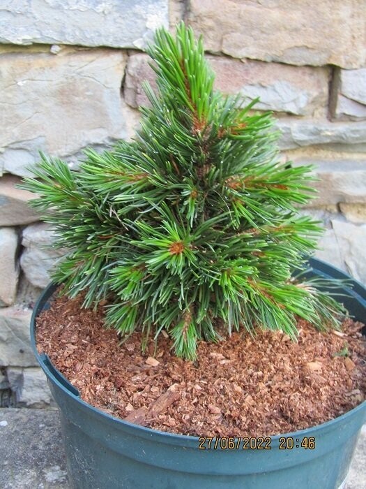Pinus aristata sleepy, 5L 20-25cm EXACT ITEM OFFER