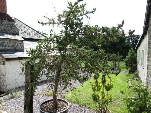 Pinus banksiana, Jack pine 900L 320x350cm 35g(5" diameter stem) iro 50yrs old
