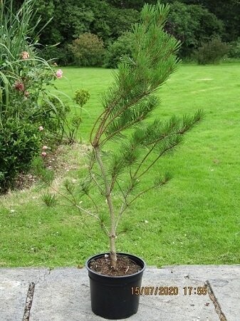 Pinus densiflora Alice verkade 5L 90-100cm