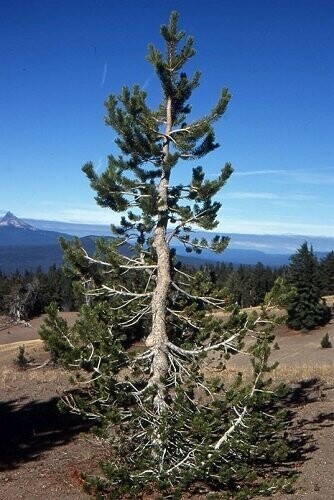 Pinus contorta subsp.latifolia 75-85cm
