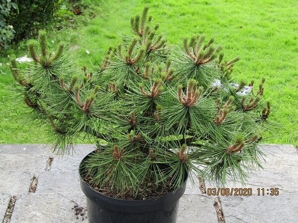 Pinus densiflora Jane kluis 3L 35-45cm