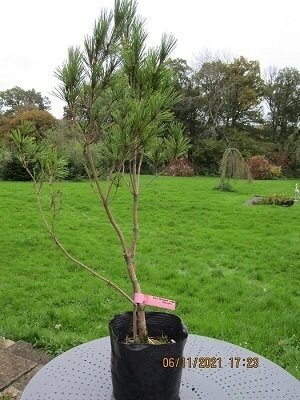 pinus densiflora umbraculifera 100-110cm