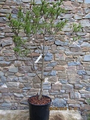 pinus densiflora umbraculifera 15L 130-140x85cm+