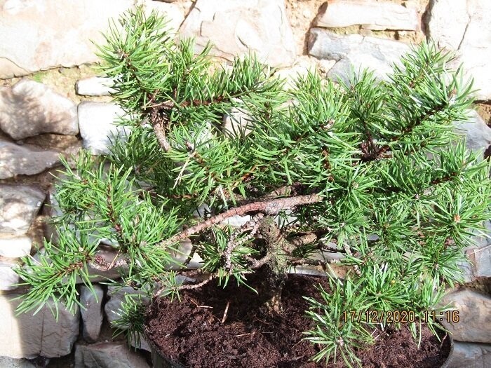 Pinus aristata glauca prostrata7.5L 25-30x40-50cm