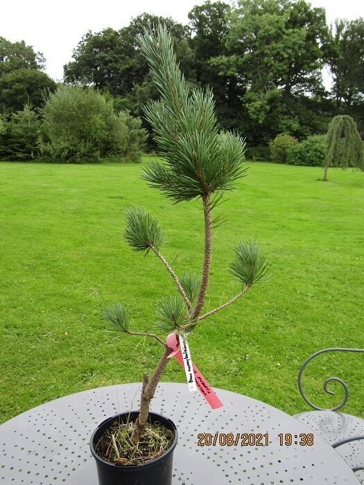 Pinus murray x banksiana 80-90cm