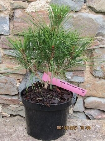 Pinus densiflora Haybud 35-40cm