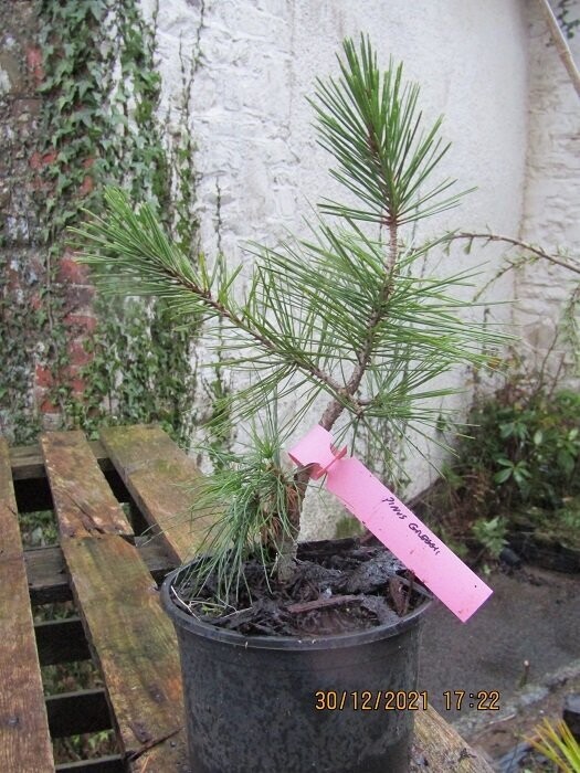 Pinus greggii, Gregg's pine 40-50cm