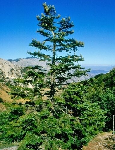 Abies nebrodensis, Sicilian fir, 35-45cm