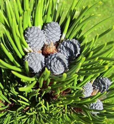 Pinus heldreichii Indigo eyes, 30L 100-110cm, iro 18yrs old. EXACT ITEM OFFER