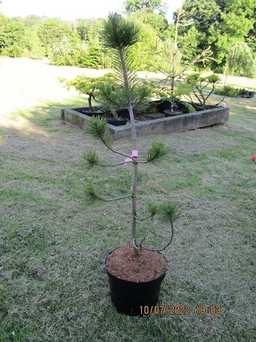 Pinus heldreichii, Bosnian pine 10L 100-110cm EXACT ITEM OFFER