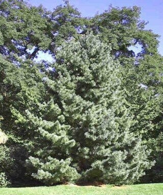 Pinus koraiensis Anna, 60-70cm