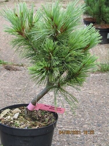 Pinus monticola snow white 7.5L 6065cm