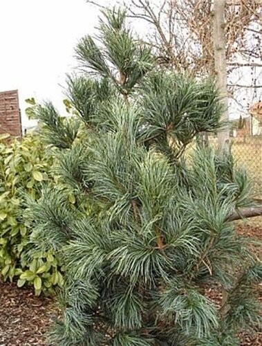 Pinus monticola ammerland 10L 120-130cm