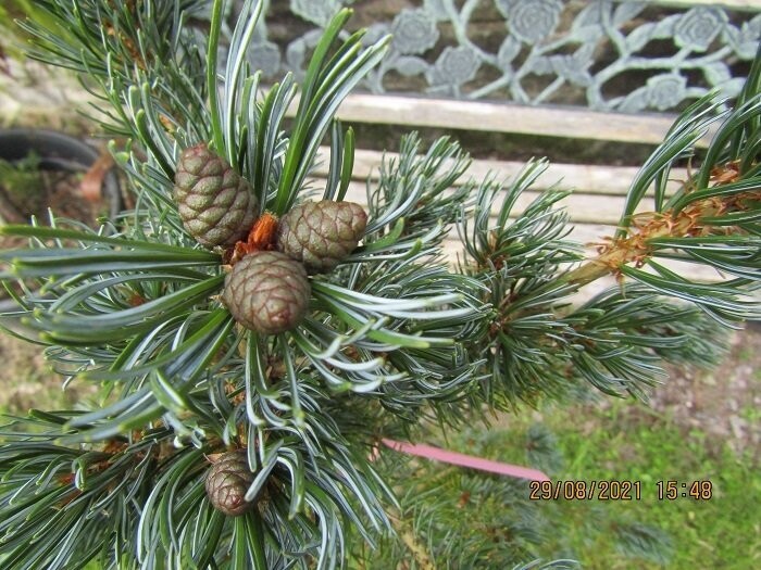 Pinus parviflora Azuma goyo 10L 120-130cm iro 16yrs old