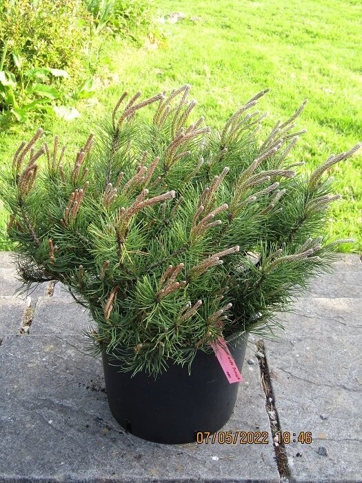 Pinus mugo pumilio 15L 40-45x60cm EXACT ITEM OFFER UNDER REVIEW