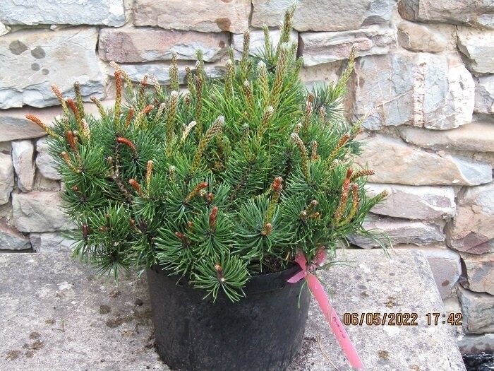 Pinus mugo pumilio 5L 25-30x40cm