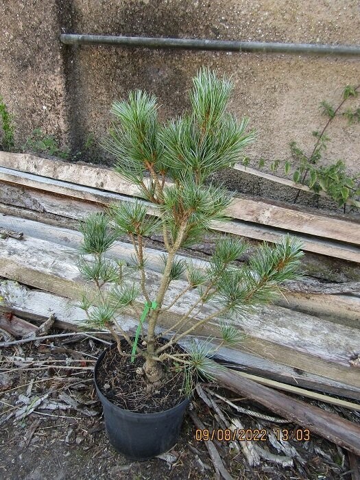 Pinus flexilis cessarini blue 20L 75-85cm EXACT ITEM OFFER