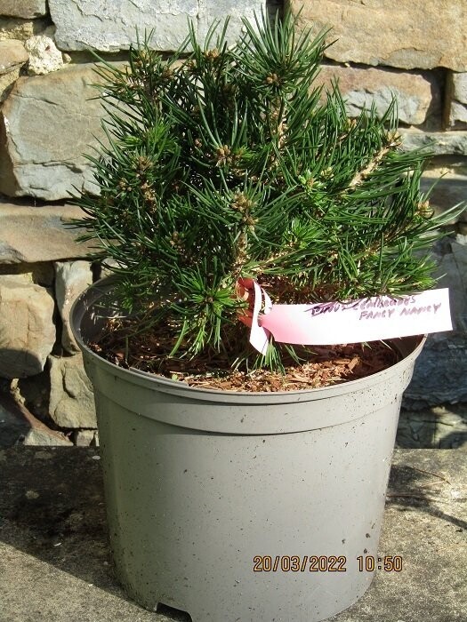 Pinus cembroides fancy nancy, 5L 20-25x20