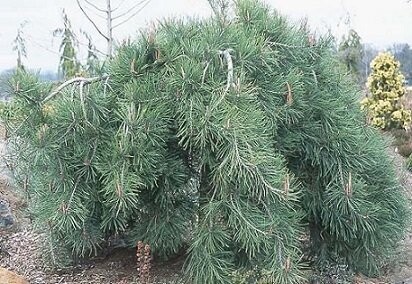 Pinus densiflora Cesarini's weeper,  40-50cm