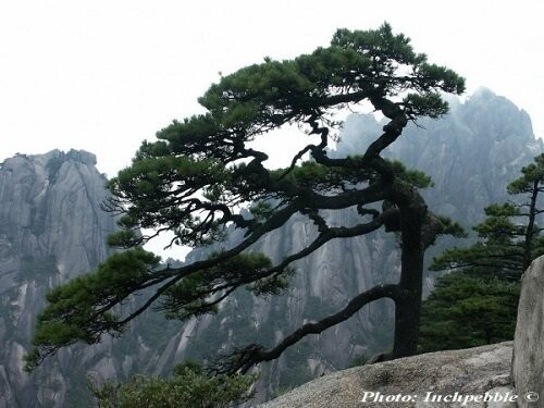 Pinus hwangshanensis 40-50cm