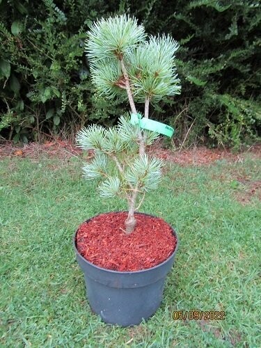 Pinus parviflora blue angel 5L 50-60cm