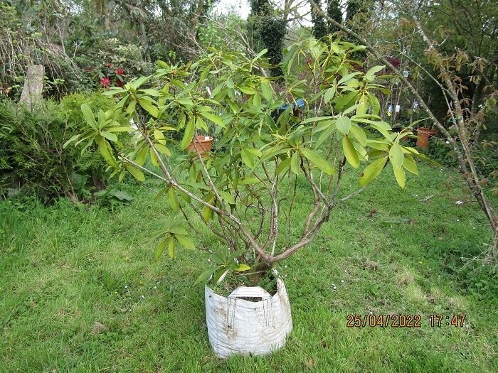 Rhododendron Lord roberts  45L 110-120x130cm iro20yrs old