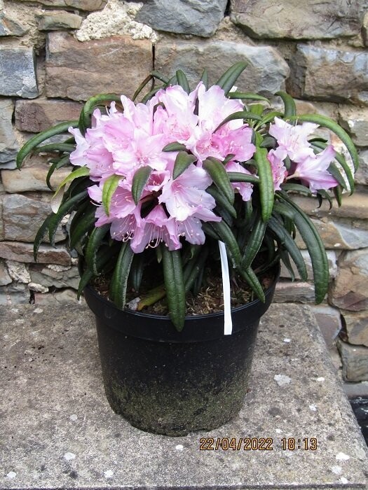 Rhododendron makinoi fuju-kaku-no-matsu 5L 30-35x50 flowered 2022