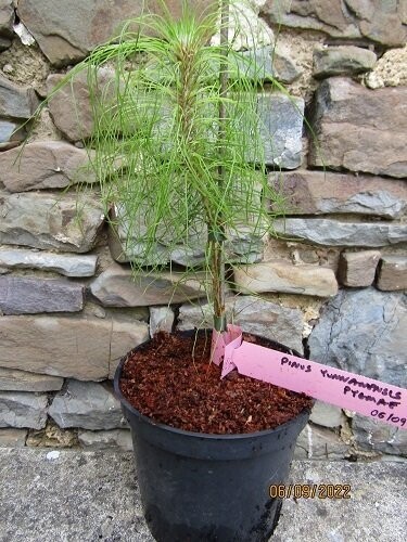 Pinus yunnanensis pygmae 25-35cm