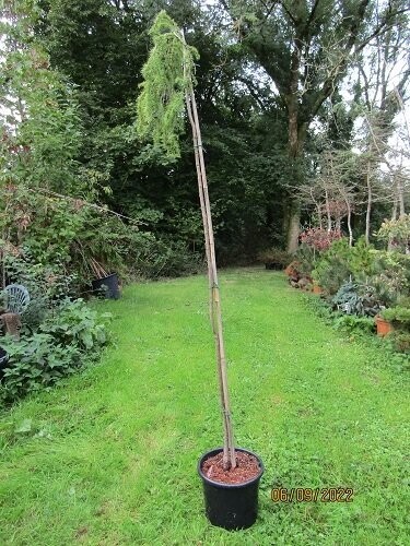 Larix kaempferi stiff weeper 15L 210-220cm EXACT ITEM OFFER