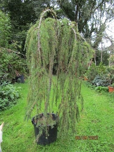 Larix kaempferi stiff weeper 35L 155x100cm. 2.5" diam stem EXACT ITEM OFFER iro 20yrs