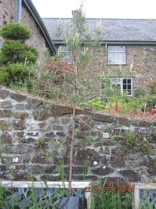 Pinus sylvestris, Scots pine, 7.5L 230-240x150+ccm EXACT ITEM OFFER, good niwaki potential