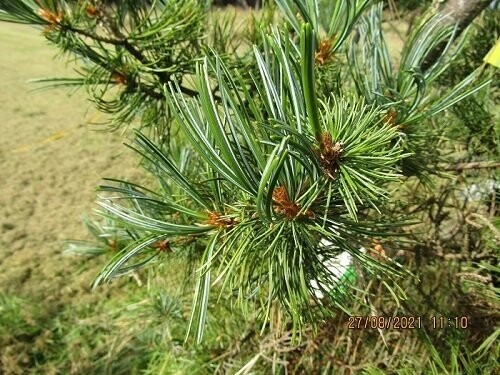 Pinus parviflora templehof 18L 160-170x90cm EXACT ITEM OFFER