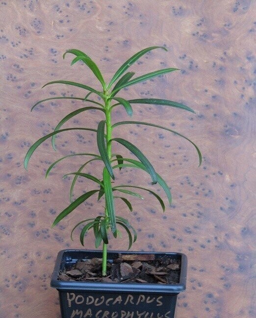 Podocarpus macrophyllus, Buddhist pine, 15-20cm