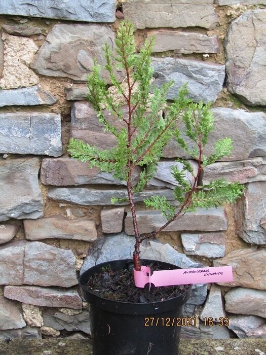 Austrocedrus chilensis, 50-60cm EXACT ITEM OFFER