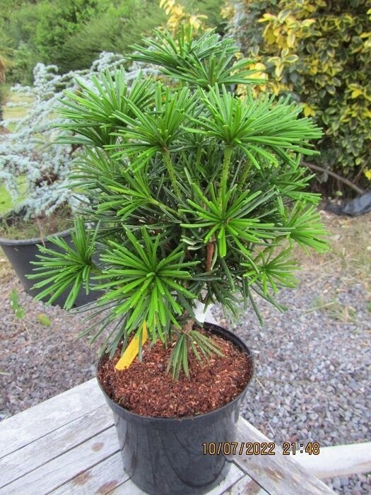 Sciadopitys verticillata sternschnuppe(shooting star) 55-65x40