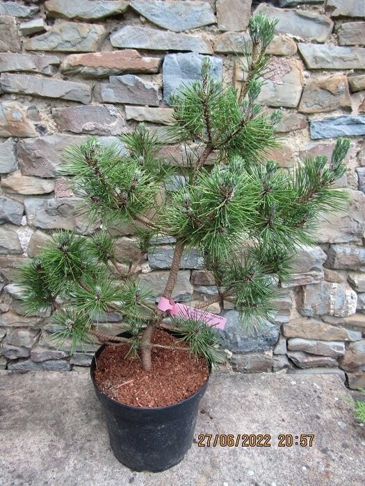 Pinus thunbergii shio guro 75-85x55cm EXACT ITEM OFFER