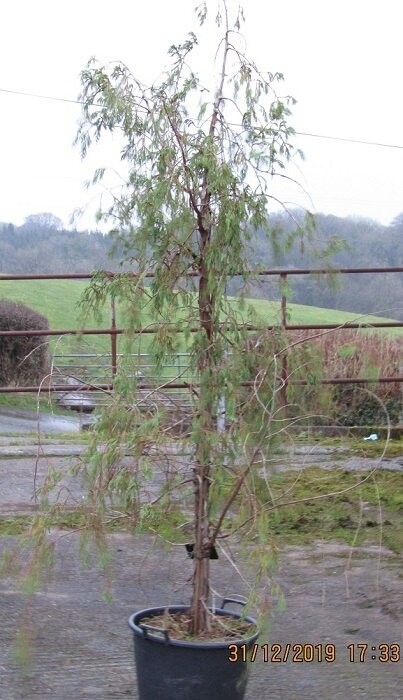 Juniperus recurva coxii 30L 240x160cm iro 25-30 yrs old