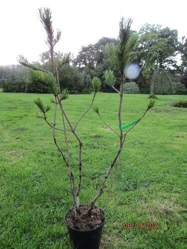 Pinus mugo leggy 3 stem (pumilio we are told) 5L 105-110cm iro 15yrs old
