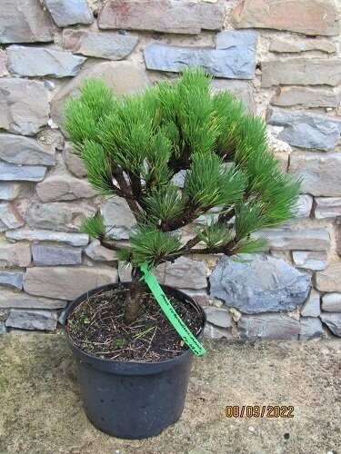 Pinus cebennensis nana, dwarf Pyrenean pine 5L 40-45x40cm
