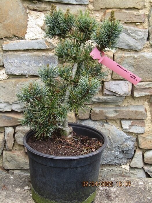 Pinus parviflora shika-shima 5L  50-60cm