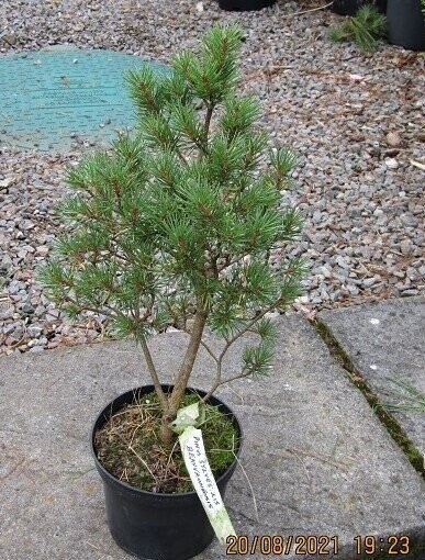 Pinus sylvestris beauvronensis 45-55cm