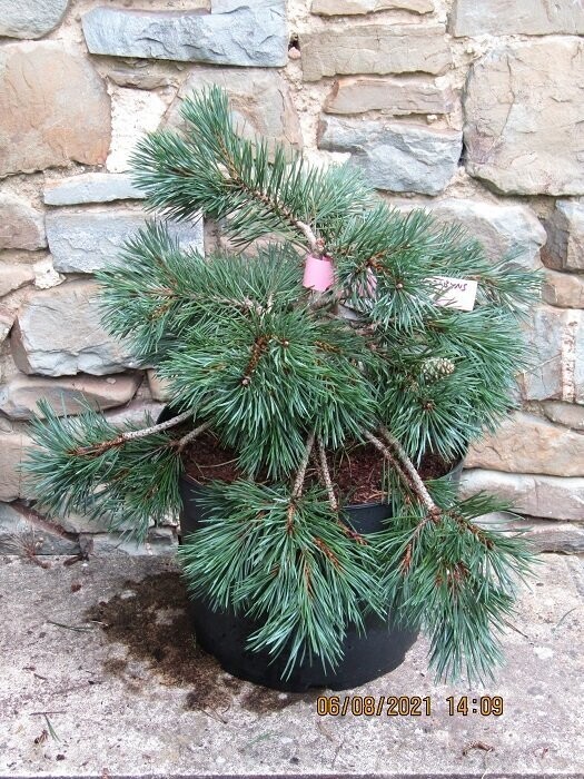 Pinus sylvestris albyn's prostrate 10L 30-35x50-60cm