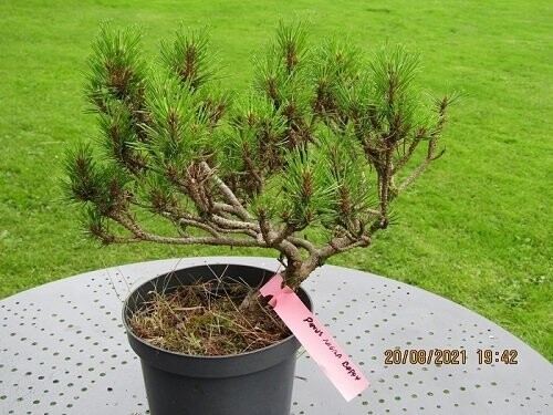 Pinus nigra Boppo 40-50x40-50cm