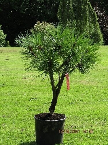 Pinus jeffreyi joppi 10L 90-100x65cm iro 15yrs old