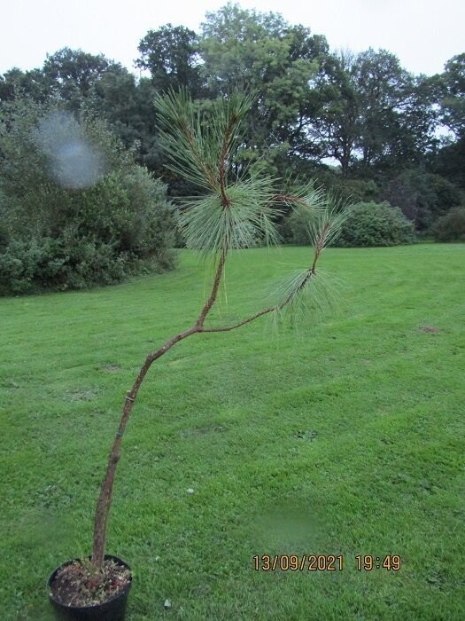 Pinus montezumae, montezuma pine, 10L 170-180x70cm iro 15yrs old EXACT ITEM OFFER