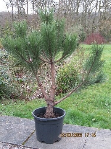 Pinus nigra nigra 110-120x100cm 22g(@3"diam. stem) EXACT ITEM OFFER, Excellant niwaki material