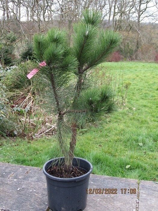 Pinus nigra nigra 175-200cm rb(@2-3"diam. stem) Excellant niwaki material. Taller and more bushy than main picture shows